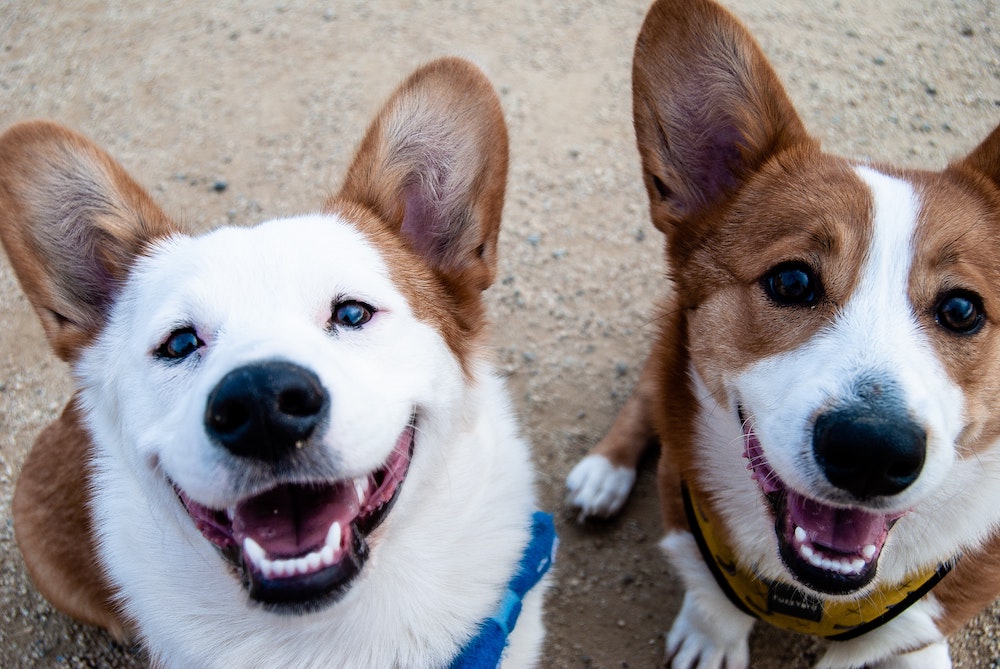 corgi raw diet